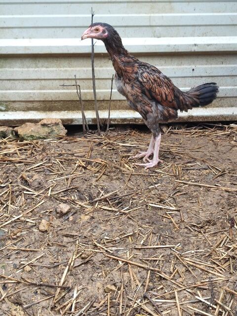 Poule  50 54470 Jaulny