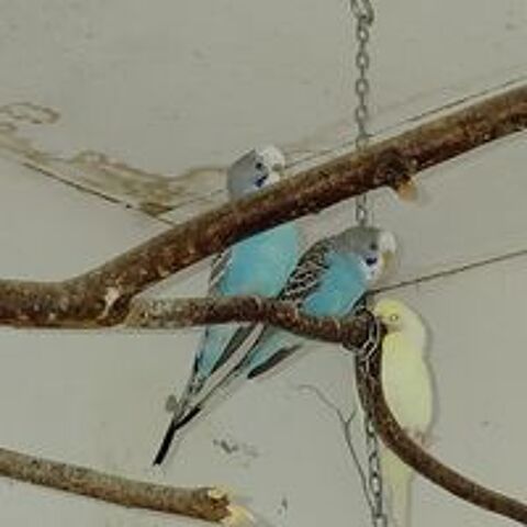   Perruches ondul�es de 2025 