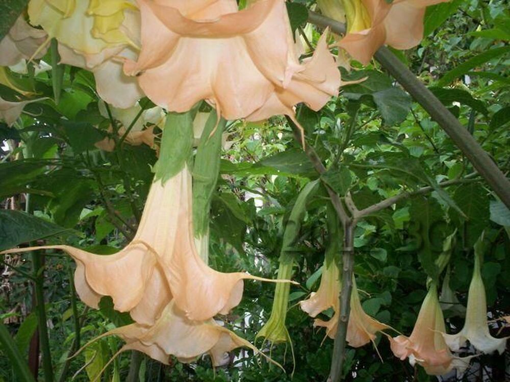 Superbes plantes robustes Jardin