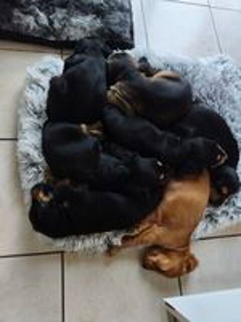   chiot cocker anglais  