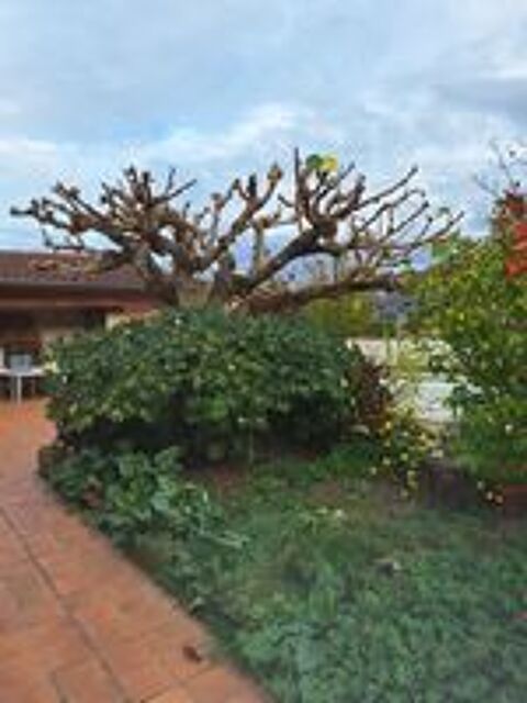   Jardinier Expert avec 5 ans d'expérience sur albi  
