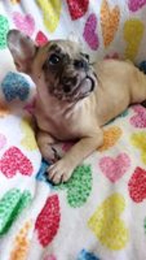   bb bouledogue français 