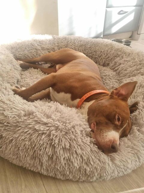 Monsieur TATUM ! 350 77000 Livry-sur-seine