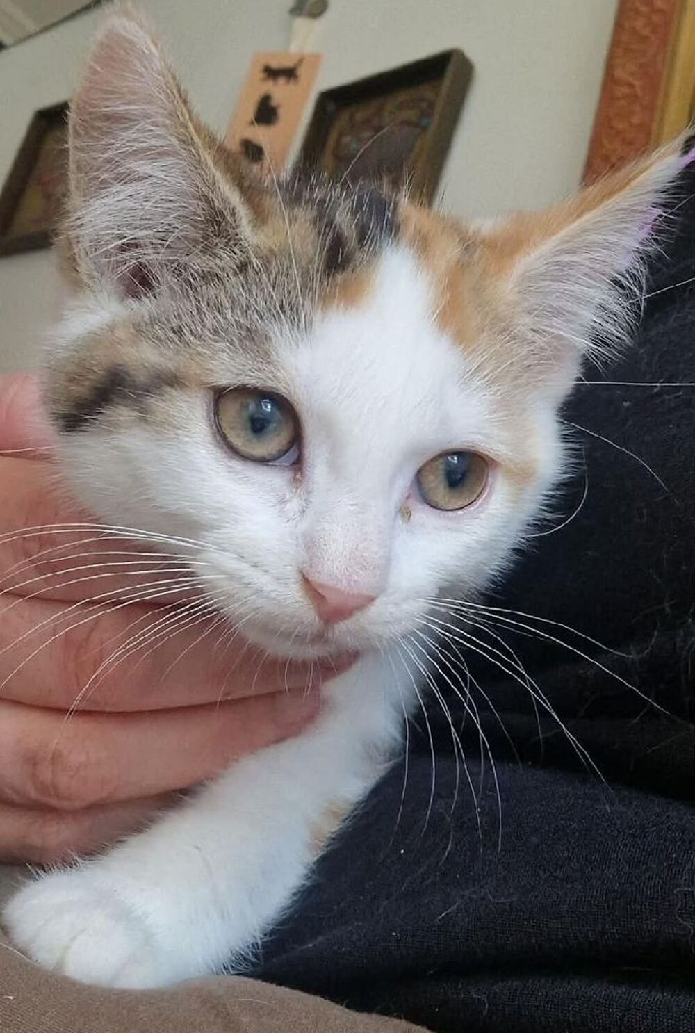   NUCIA CHATON FEMELLE 2 MOIS 