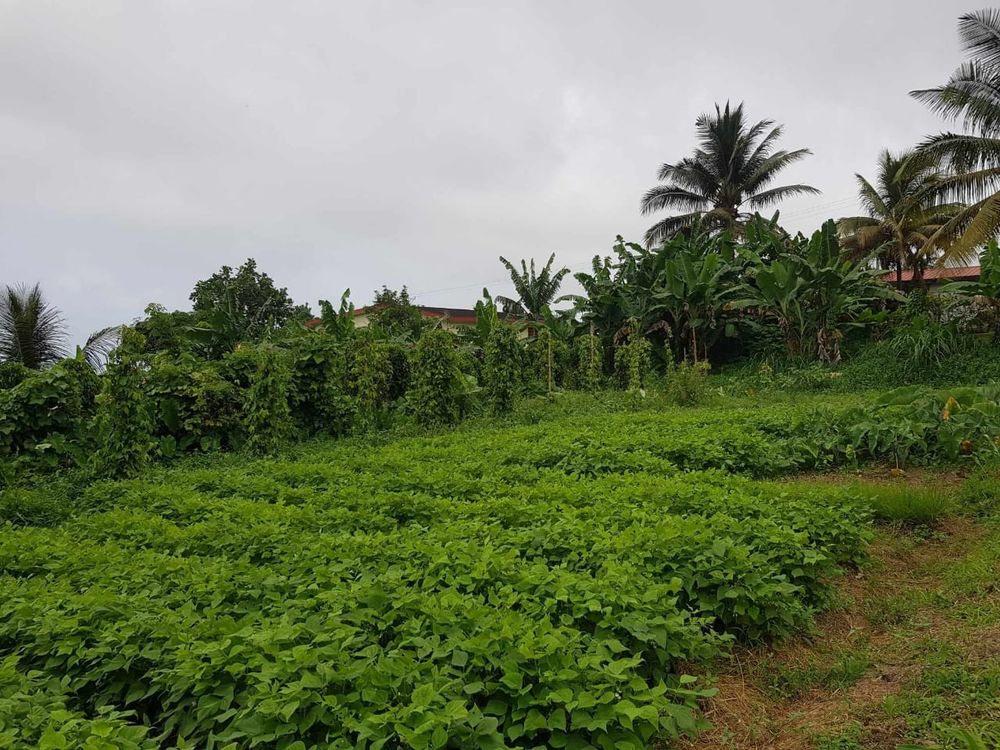 Vente Terrain Terrain plat constructible de 884 m2 Basse-pointe