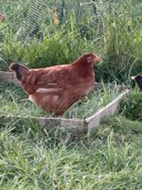   poulette 