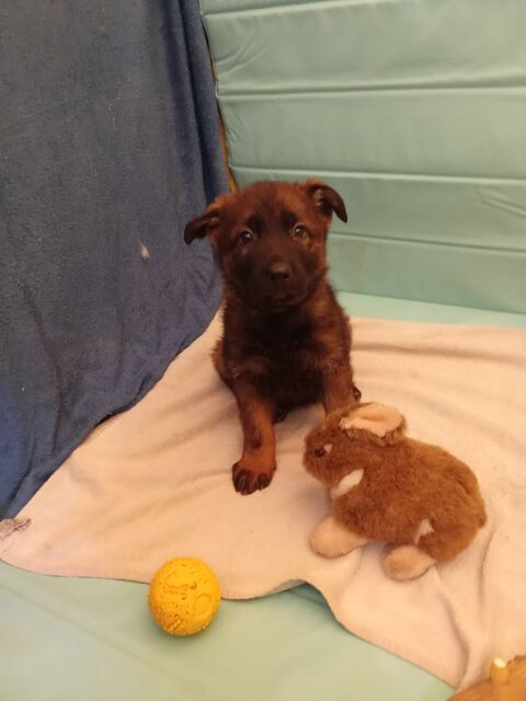 berger allemand 800 59244 Grand-fayt