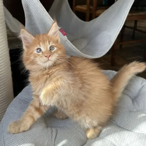 Magnifiques chatons maine coon LOOF 950 69100 Villeurbanne