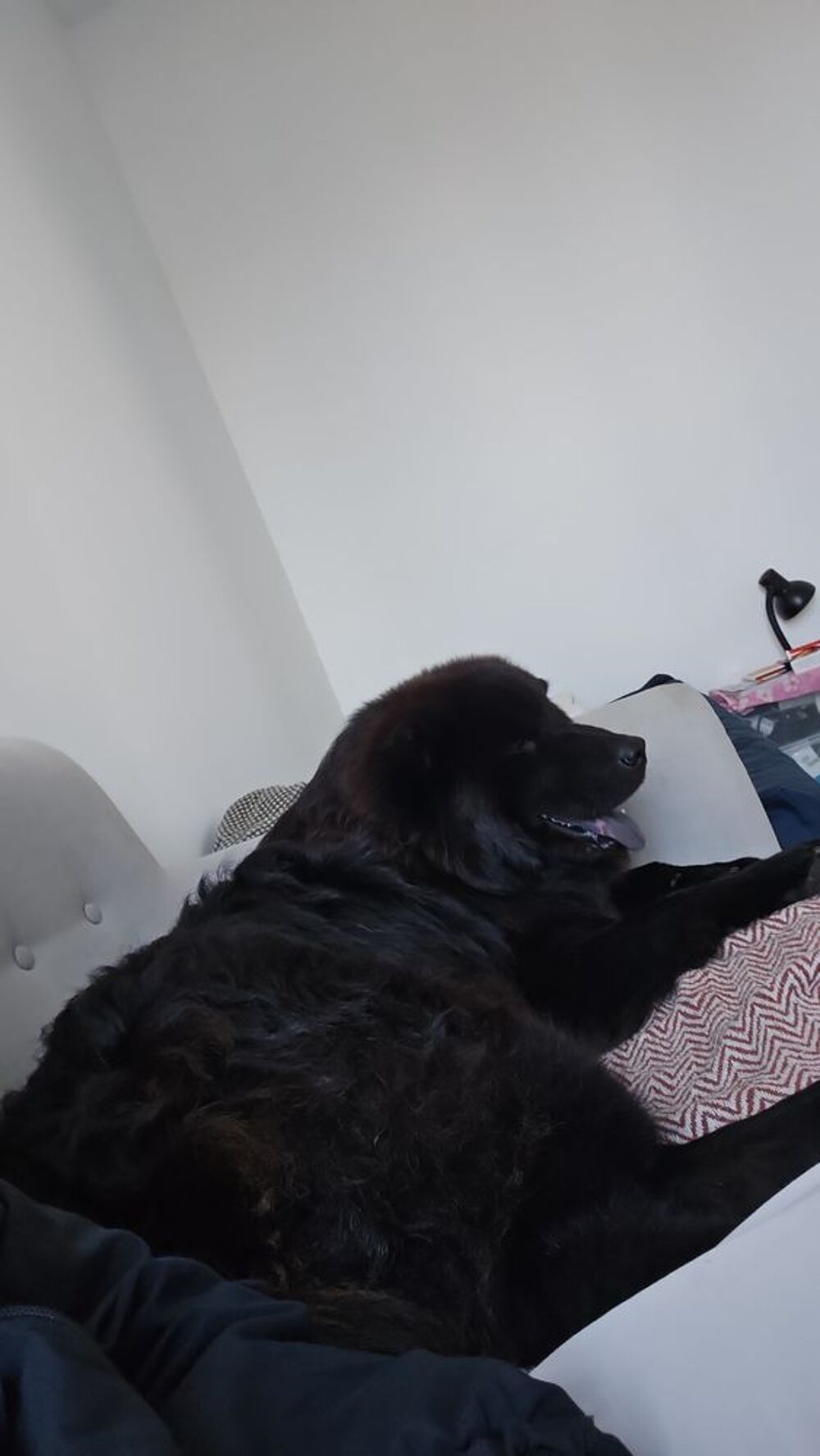   Balou, un Eurasier plein d'amour et d'énergie  