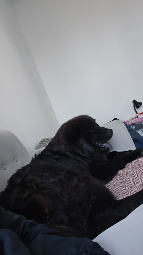 Balou, un Eurasier plein d'amour et d'&eacute;nergie 800 44000 Nantes