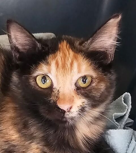 ELFI 185 27620 Gasny