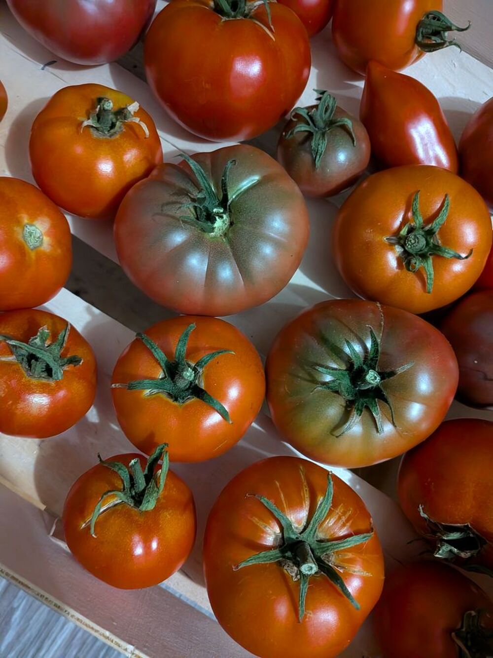 Tomates du jardin Jardin