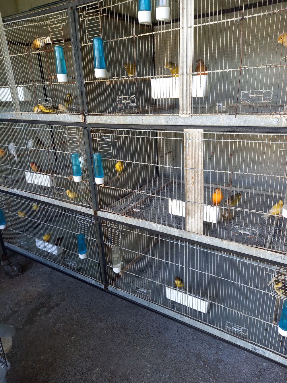   CANARIS 