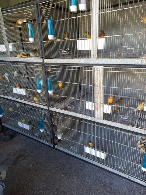 CANARIS 20 65000 Tarbes
