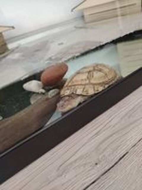   Donne Tortue paelomedusa + terrarium et mat�riel 