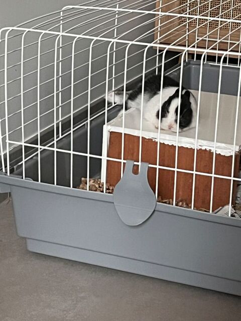 Lapin, extra nain noir et blanc 120 29100 Douarnenez