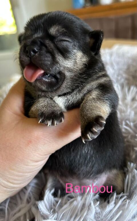 Chiots Chihuahuas 1500 54490 Piennes