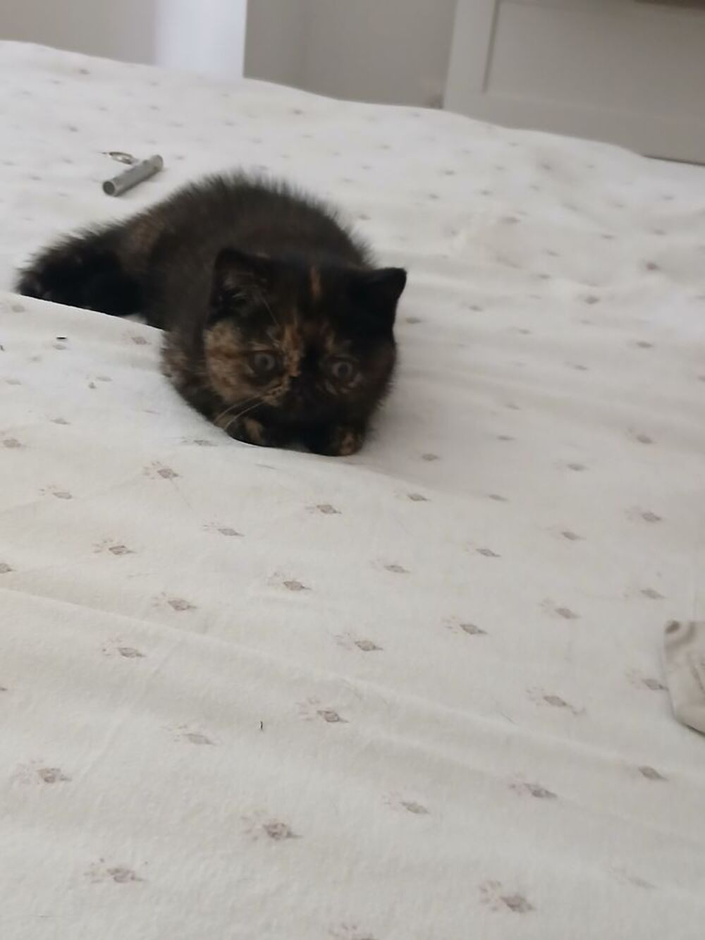   Chat persan exotic loof 
