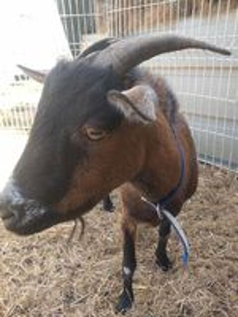   BILLYX, magnifique bouc nain  l'adoption 
