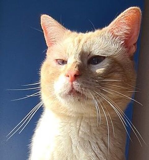 LEE CHAT TIGRE ROUX CLAIR 6 ANS 1/2 195 92260 Fontenay-aux-roses