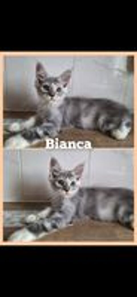   Maine Coon LOOF disponibles immédiatement  