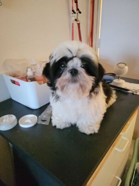 1  male shih tzu  lofi noir et blanc agde 1600 34300 Le grau d'agde