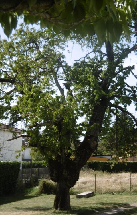 CERISIER Saint-Priest (69)