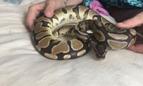   Python royal  femelle  