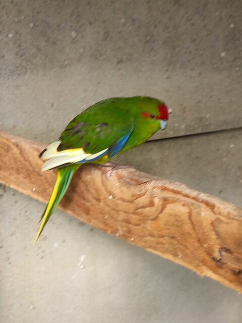 oiseau 0 49110 Montrevault