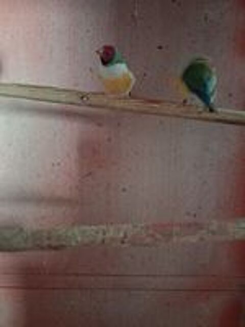  gould 2 mal 45 euro 