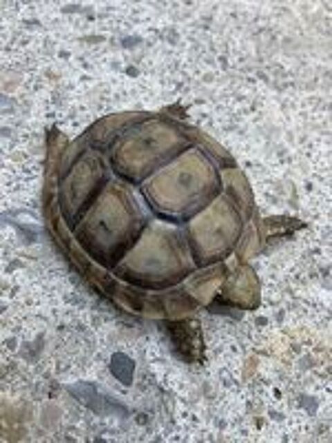  Tortue  
