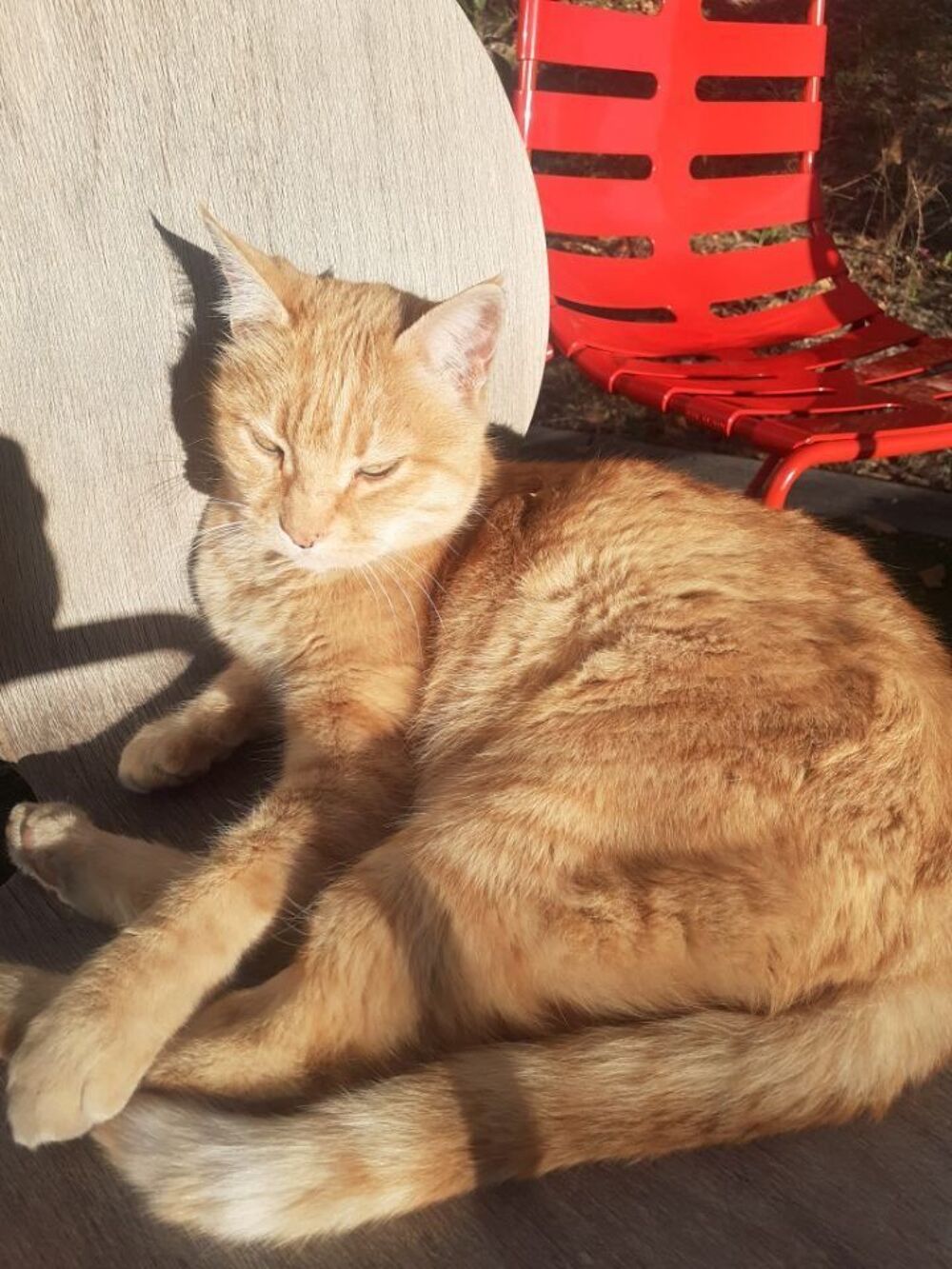   Sauvetage Esmralda chatte de 13 ans en qute de toit 