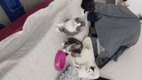   8 5adorables chatons recherchant une famille pour la vie .  