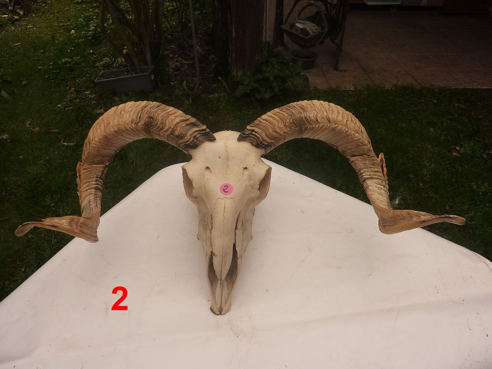 Cr&acirc;nes Ovin et d'antilope Springbock Décoration