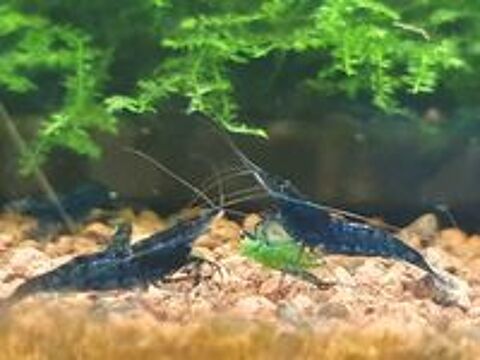   Crevette blue diamond  