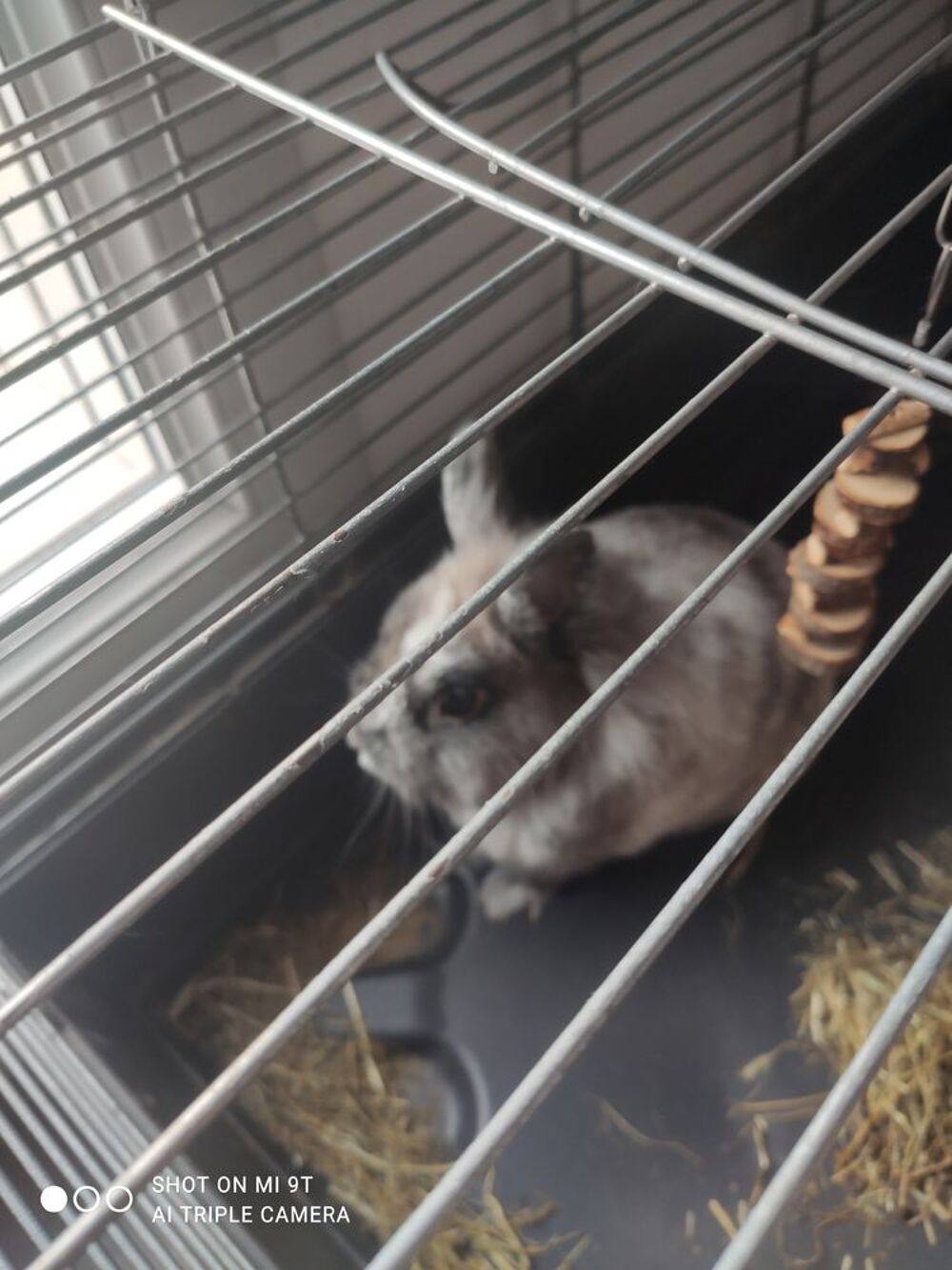   Lapin angora gris clair. 