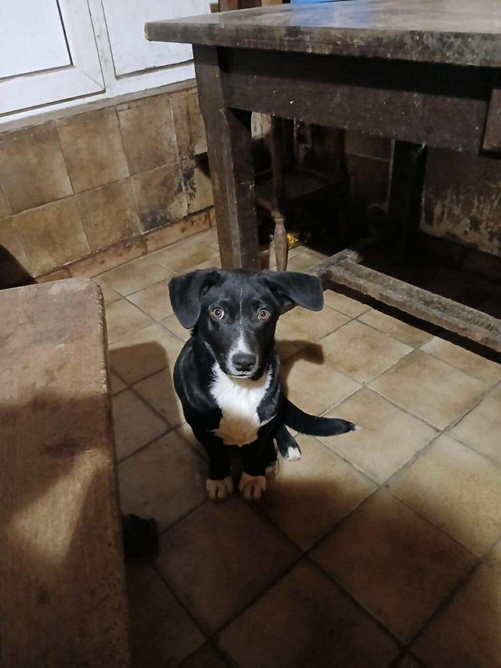   FRODO à l'adoption  