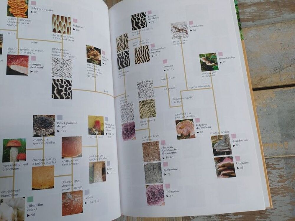 Livre Delachaux et Niestl&eacute; Les Champignons dans la Nature 
Livres et BD