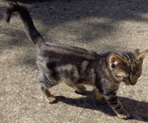   Chatons 