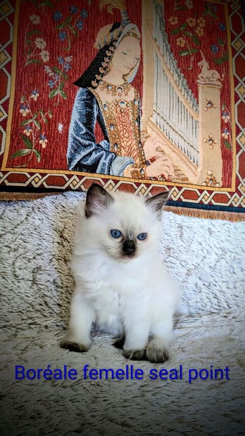 Bor&eacute;ale, un petit ange lumineux 1800 87270 Chaptelat