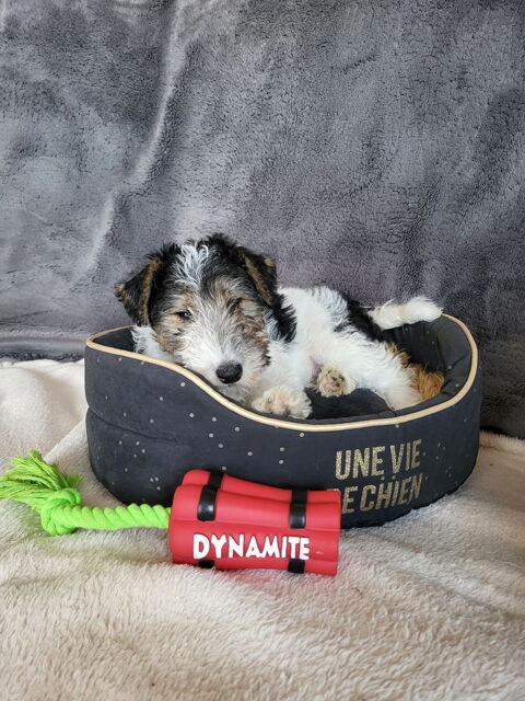 Chiot fox terrier 1300 57340 Haboudange