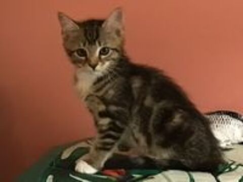   Chaton à adopter 