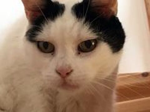   BLANCHETTE, superbe chatte noire et blanche à adopter via l'association UMA 