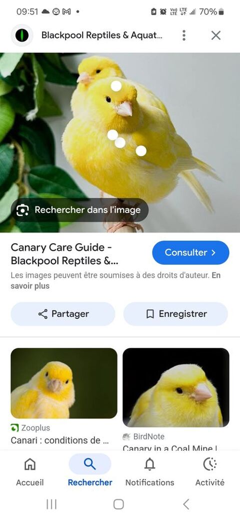 Canarie jaune femelle 0 72360 Sarc
