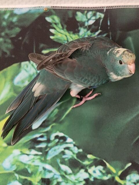 Bonjour, je céde 2 femelles kakarikis EAM 75 65000 Tarbes