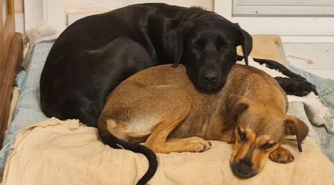 ✨️ TAORMINE ✨️ 🐶 290 59000 Lille