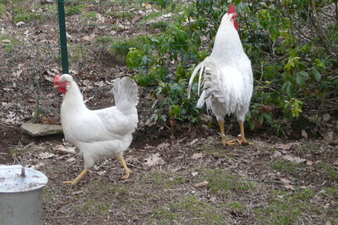 Coqs et poules 15 42410 Chavanay