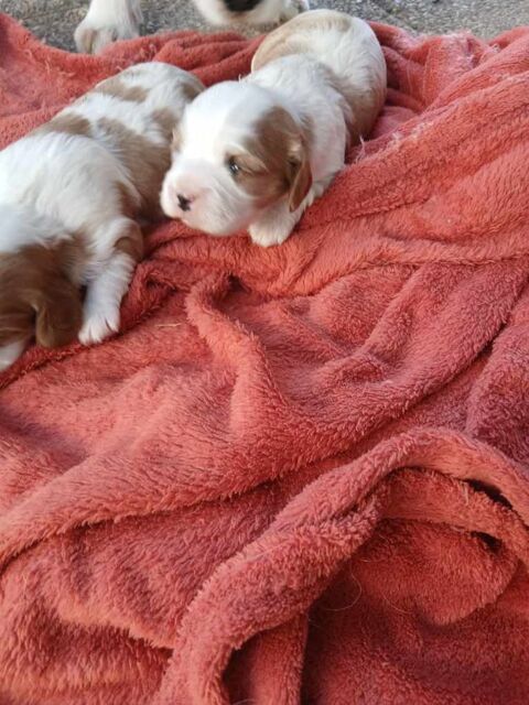 chiot femme cavalier king charle 1300 03800 Gannat