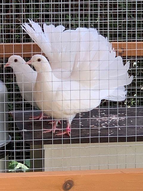 pigeon paon blanc 12 52100 Bettancourt-la-ferrée