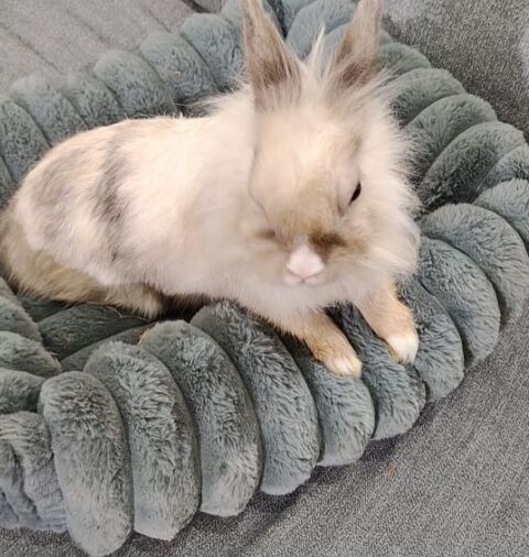 Lapine Lionhead ? Cherche une famille aimante 40 93600 Aulnay-sous-bois